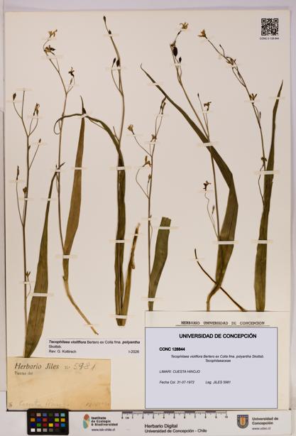 Tecophilaea violiflora [Espécimen: UDEC:CONC:0128844]