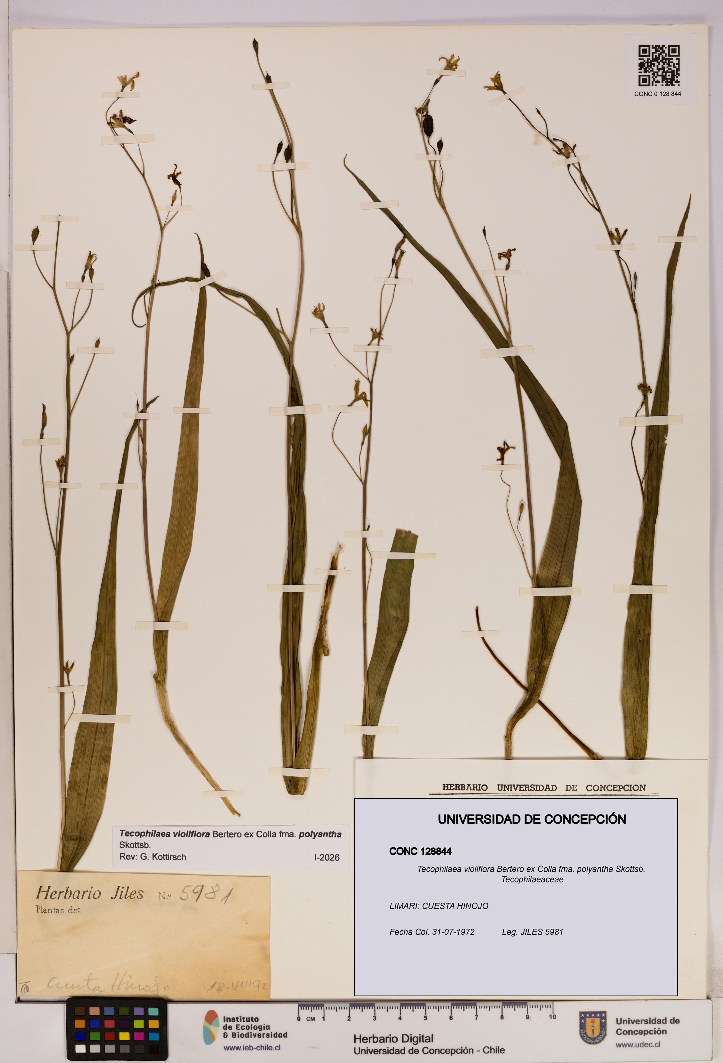 Tecophilaea violiflora [Espécimen: UDEC:CONC:0128844]