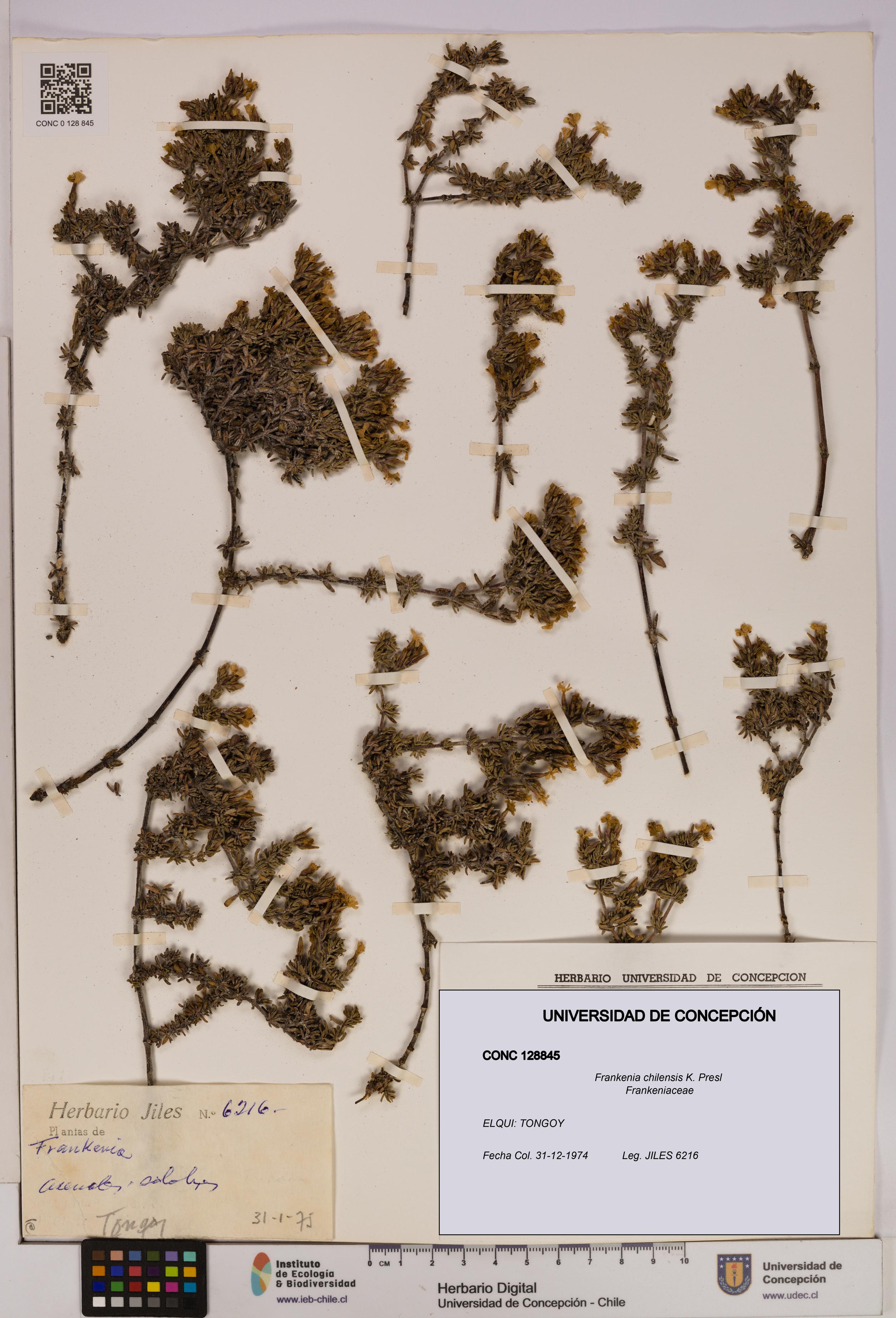 Frankenia chilensis [Espécimen: UDEC:CONC:0128845]