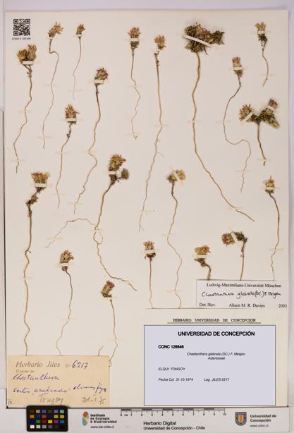 Chaetanthera glabrata [Espécimen: UDEC:CONC:0128846]