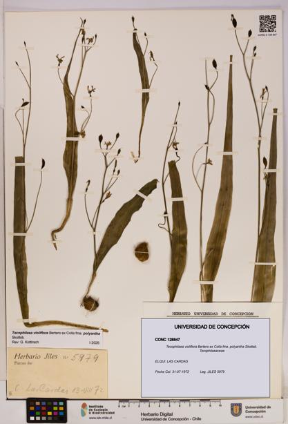 Tecophilaea violiflora fma. polyantha [Espécimen: UDEC:CONC:0128847]