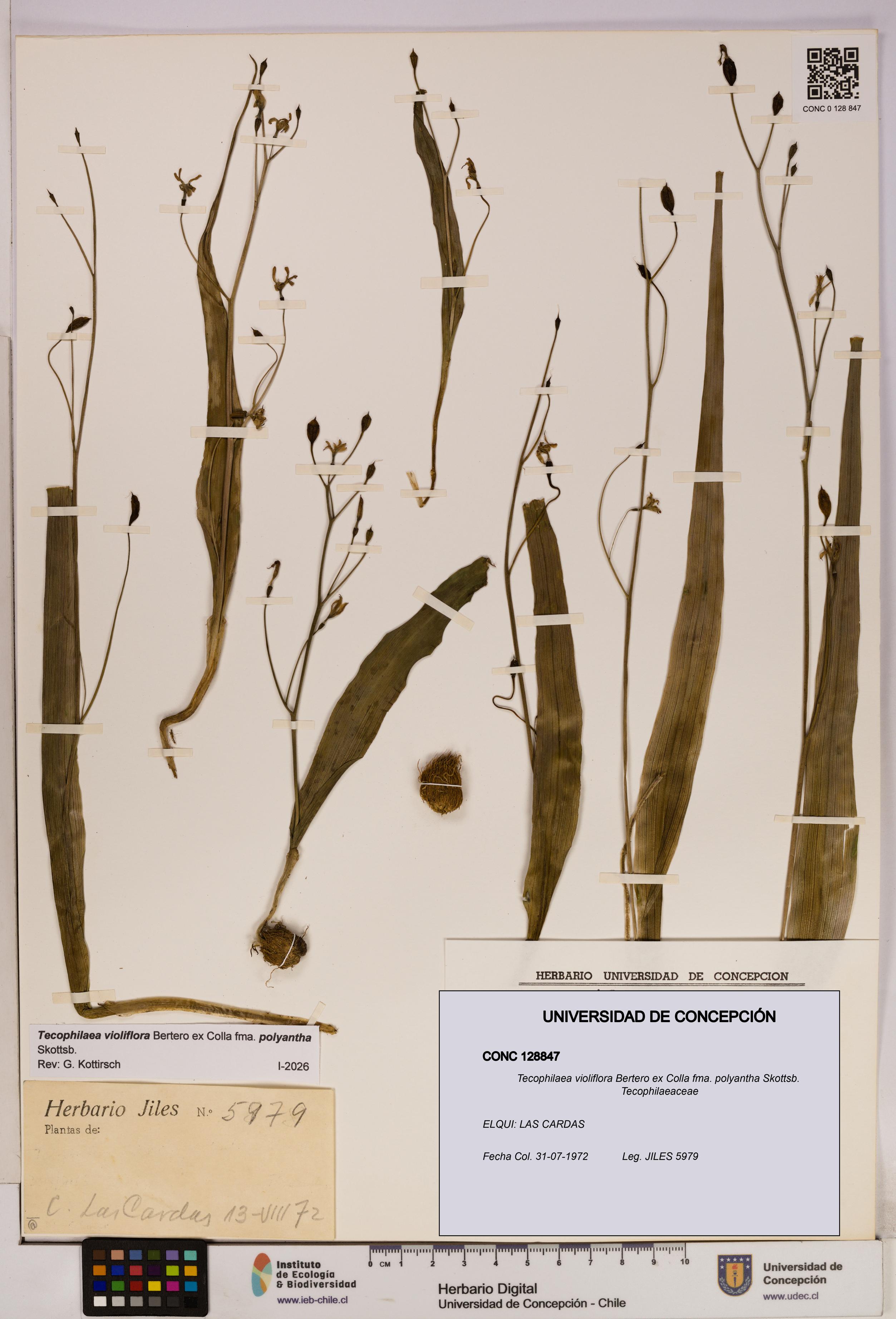 Tecophilaea violiflora fma. polyantha [Espécimen: UDEC:CONC:0128847]