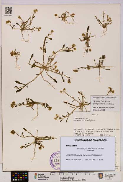 Silvaea calycina [Espécimen: UDEC:CONC:0128870]