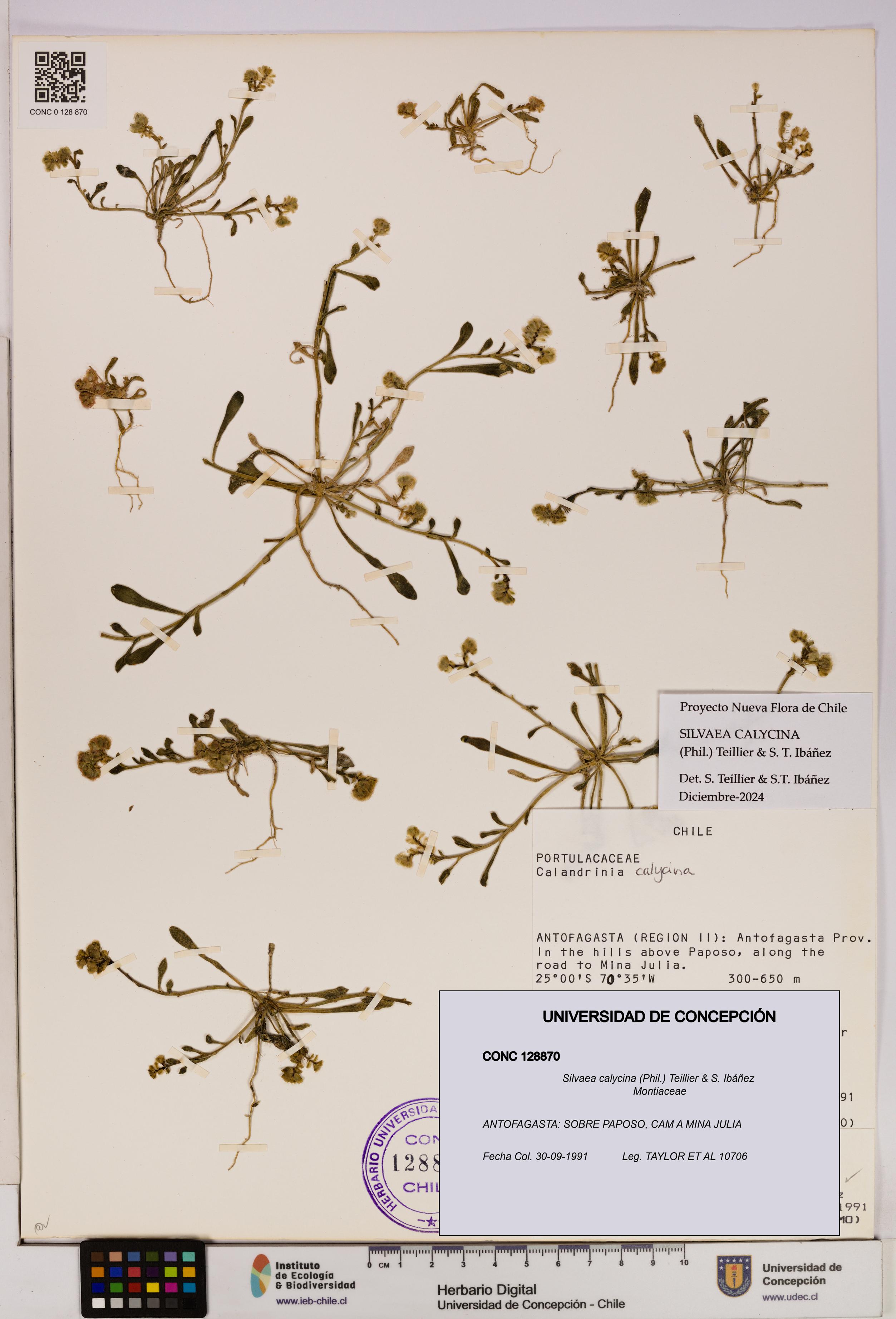 Silvaea calycina [Espécimen: UDEC:CONC:0128870]