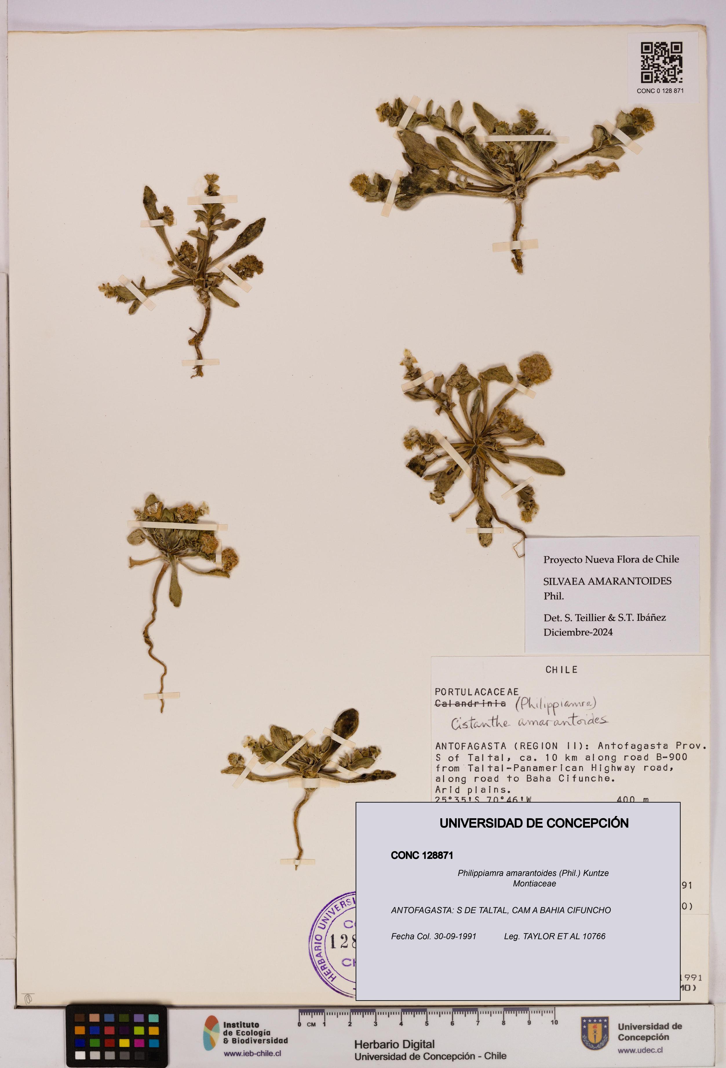 Philippiamra amarantoides [Espécimen: ]