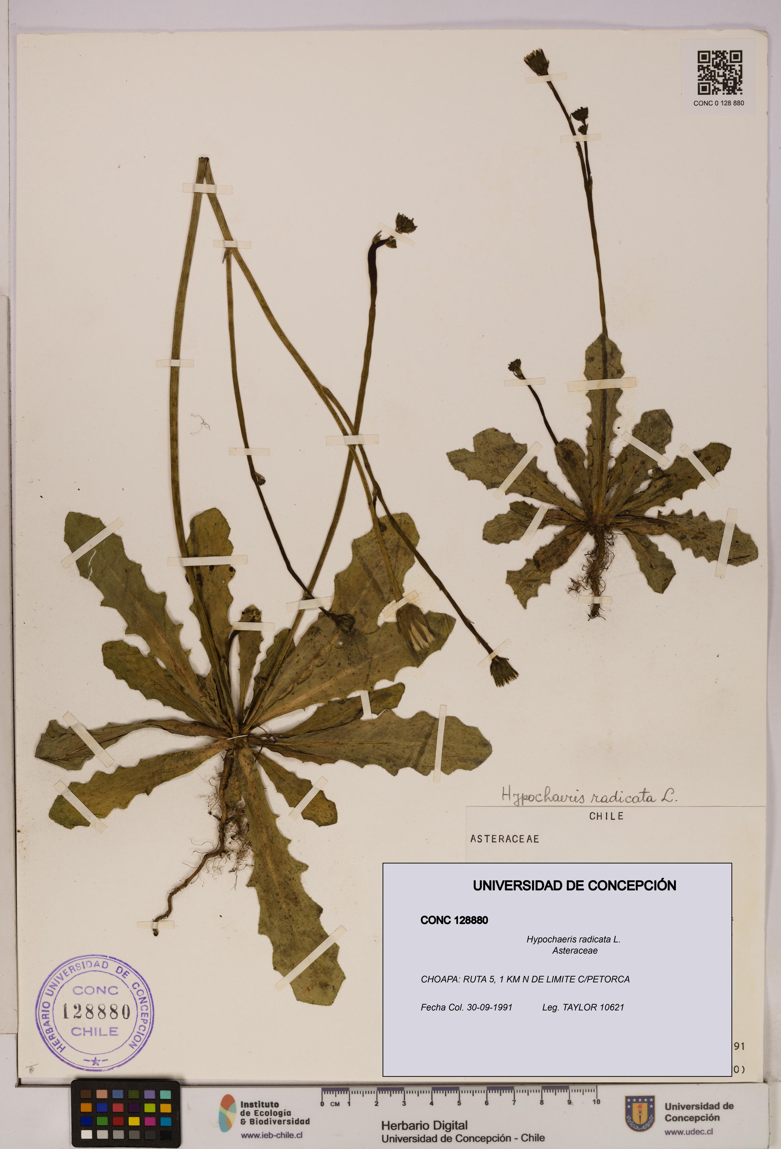 Hypochaeris radicata [Espécimen: UDEC:CONC:0128880]
