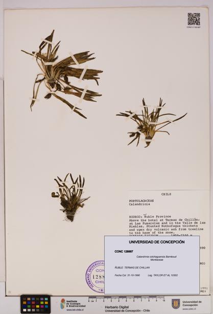 Calandrinia colchaguensis [Espécimen: UDEC:CONC:0128887]