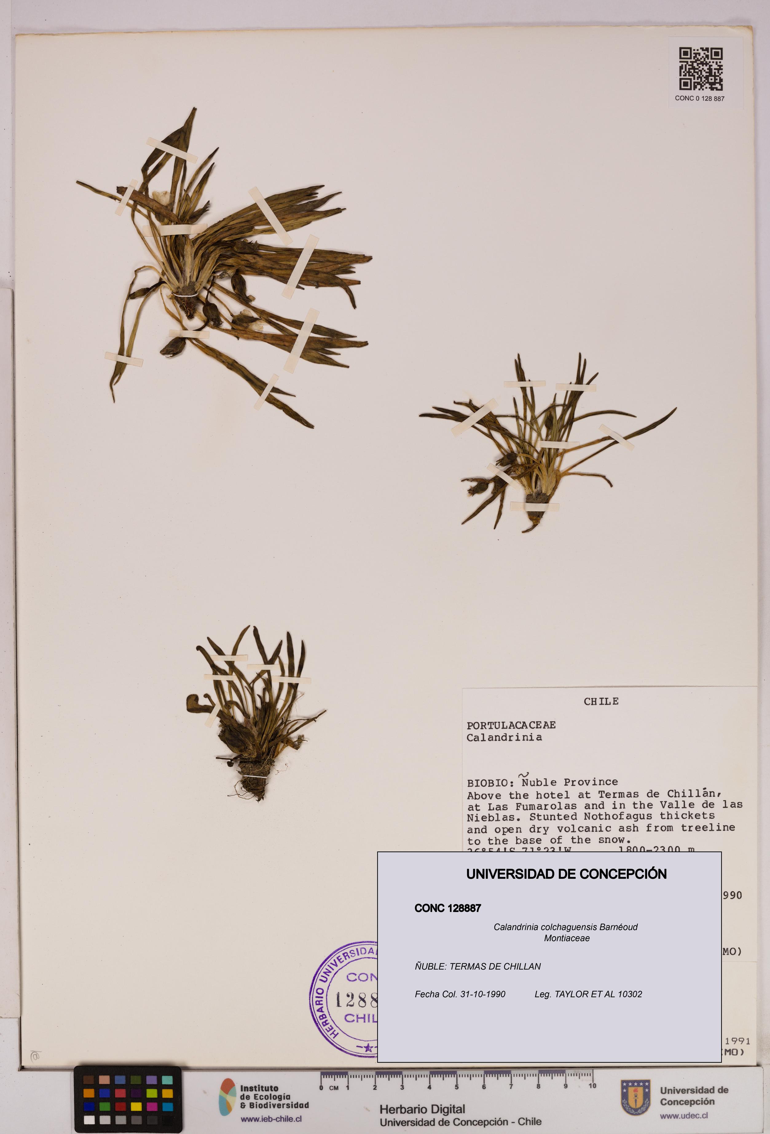 Calandrinia colchaguensis [Espécimen: UDEC:CONC:0128887]