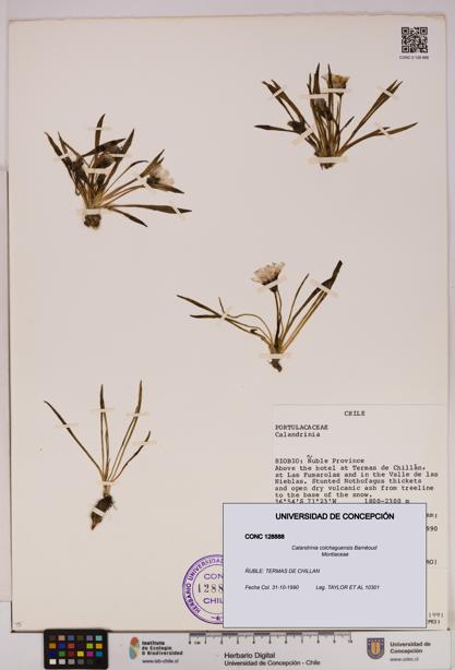 Calandrinia colchaguensis [Espécimen: UDEC:CONC:0128888]