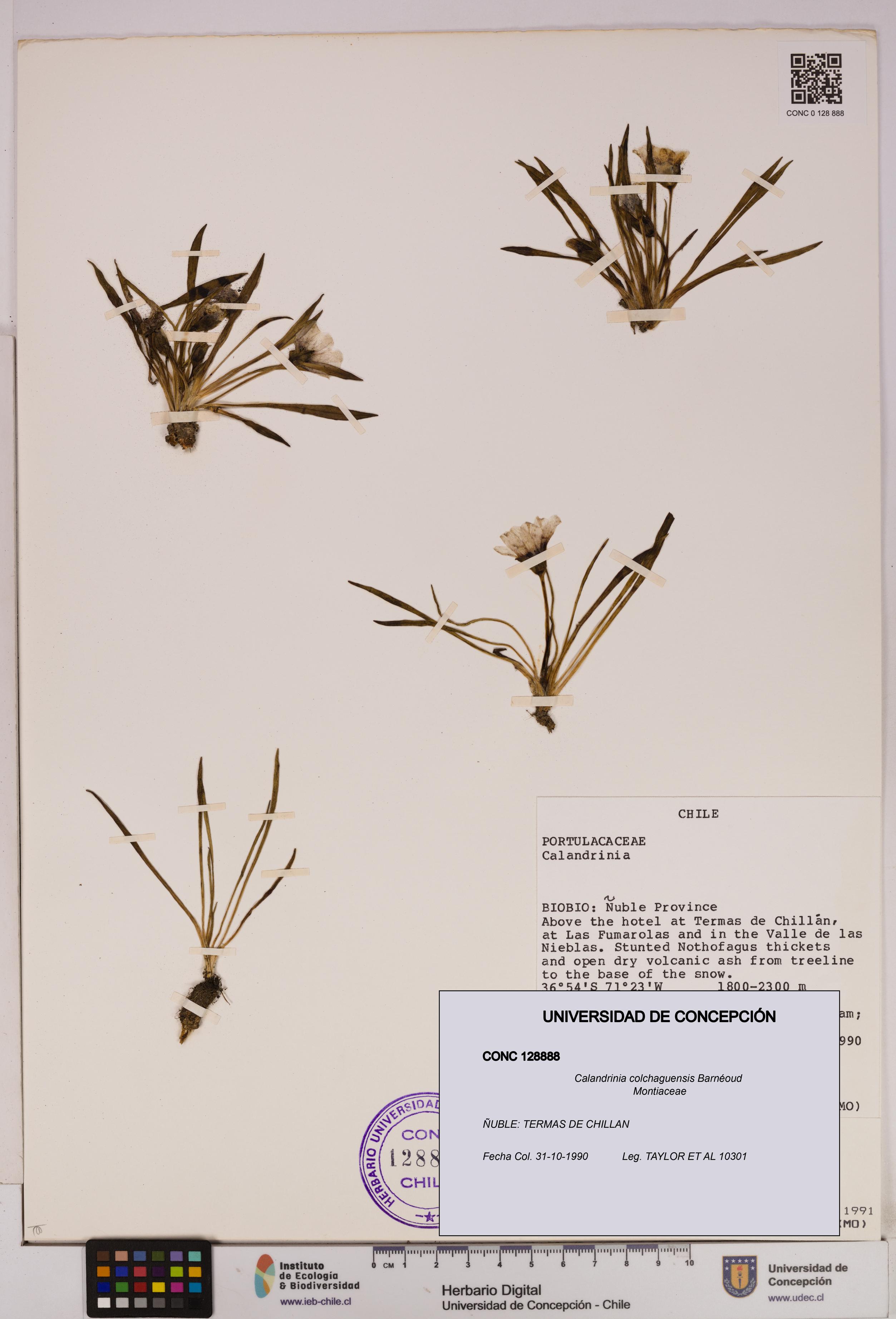 Calandrinia colchaguensis [Espécimen: UDEC:CONC:0128888]