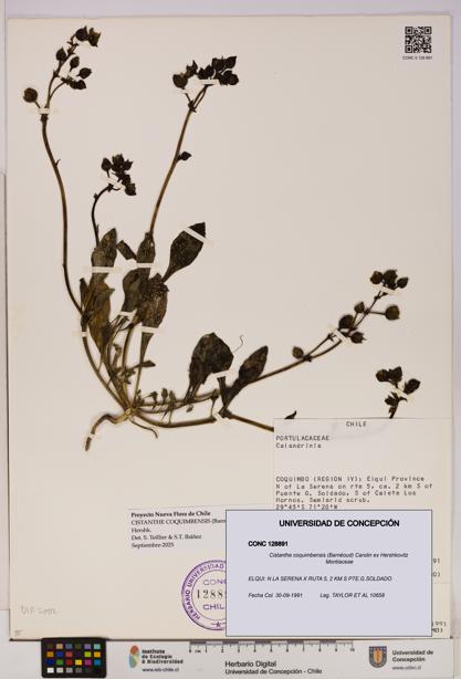 Cistanthe coquimbensis [Espécimen: UDEC:CONC:0128891]