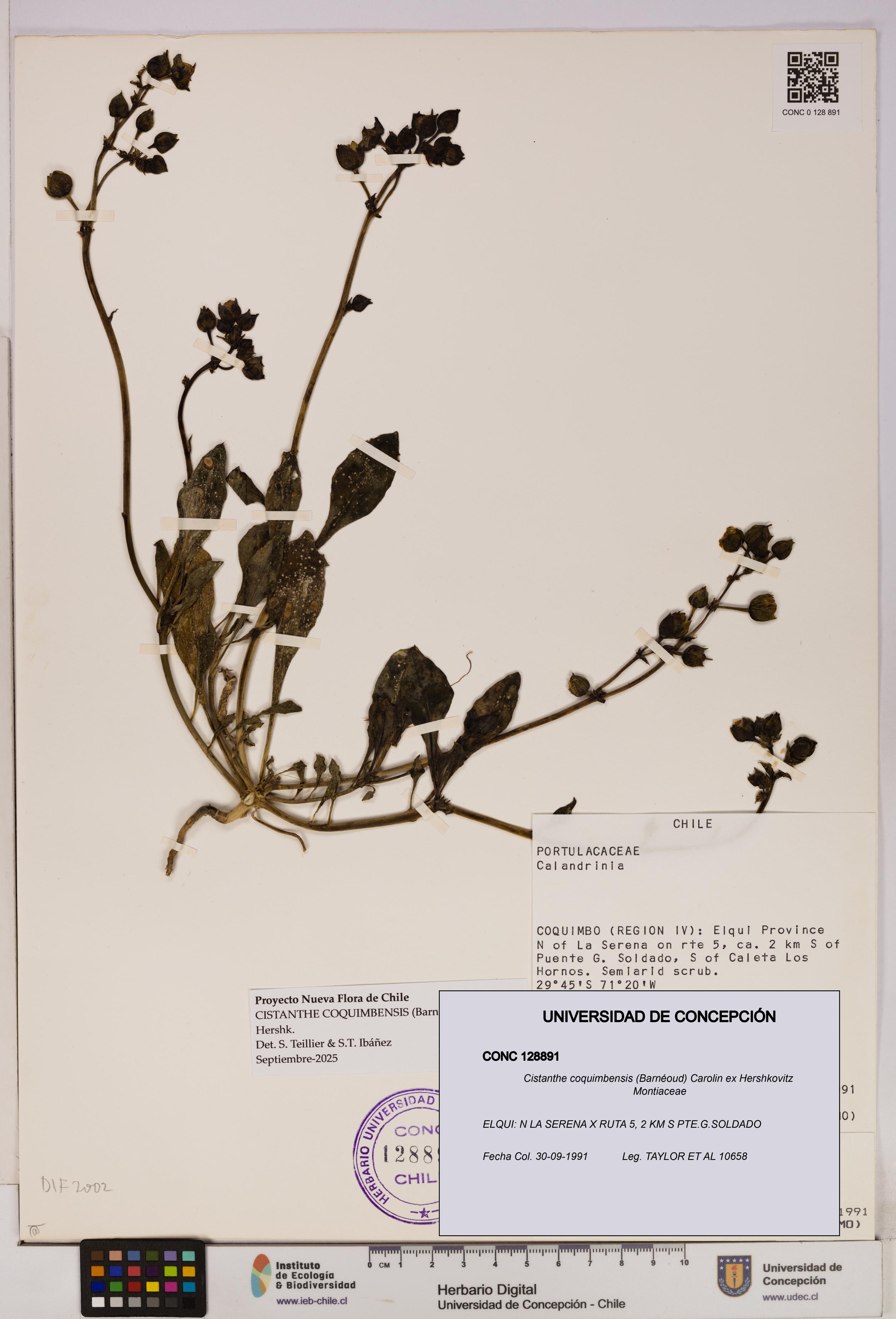 Cistanthe coquimbensis [Espécimen: UDEC:CONC:0128891]