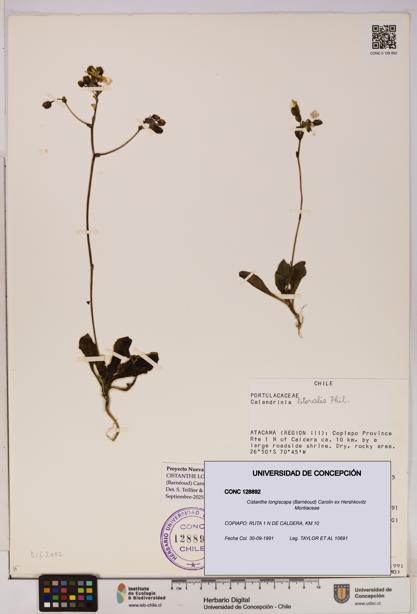 Cistanthe longiscapa [Espécimen: UDEC:CONC:0128892]