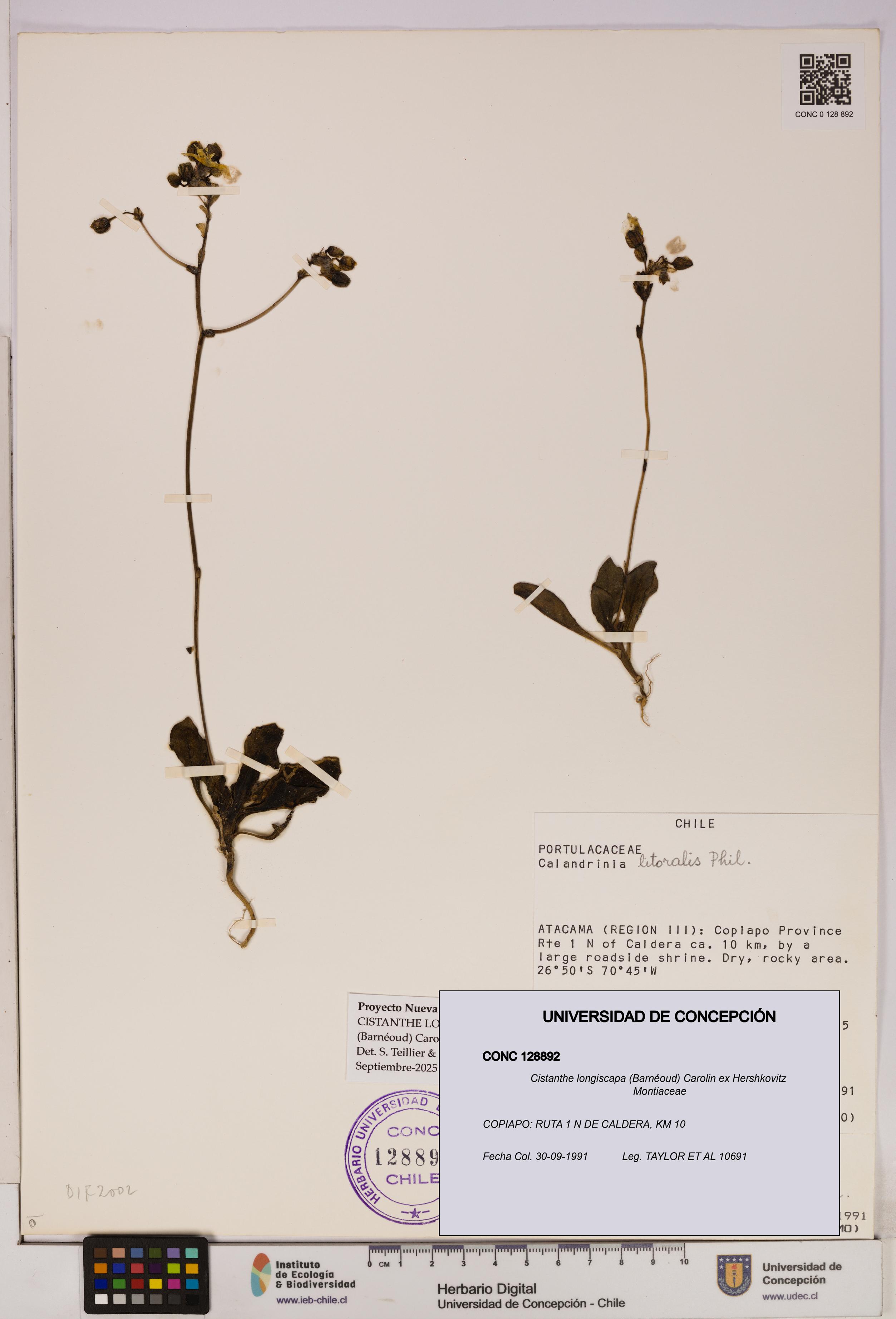 Cistanthe longiscapa [Espécimen: UDEC:CONC:0128892]