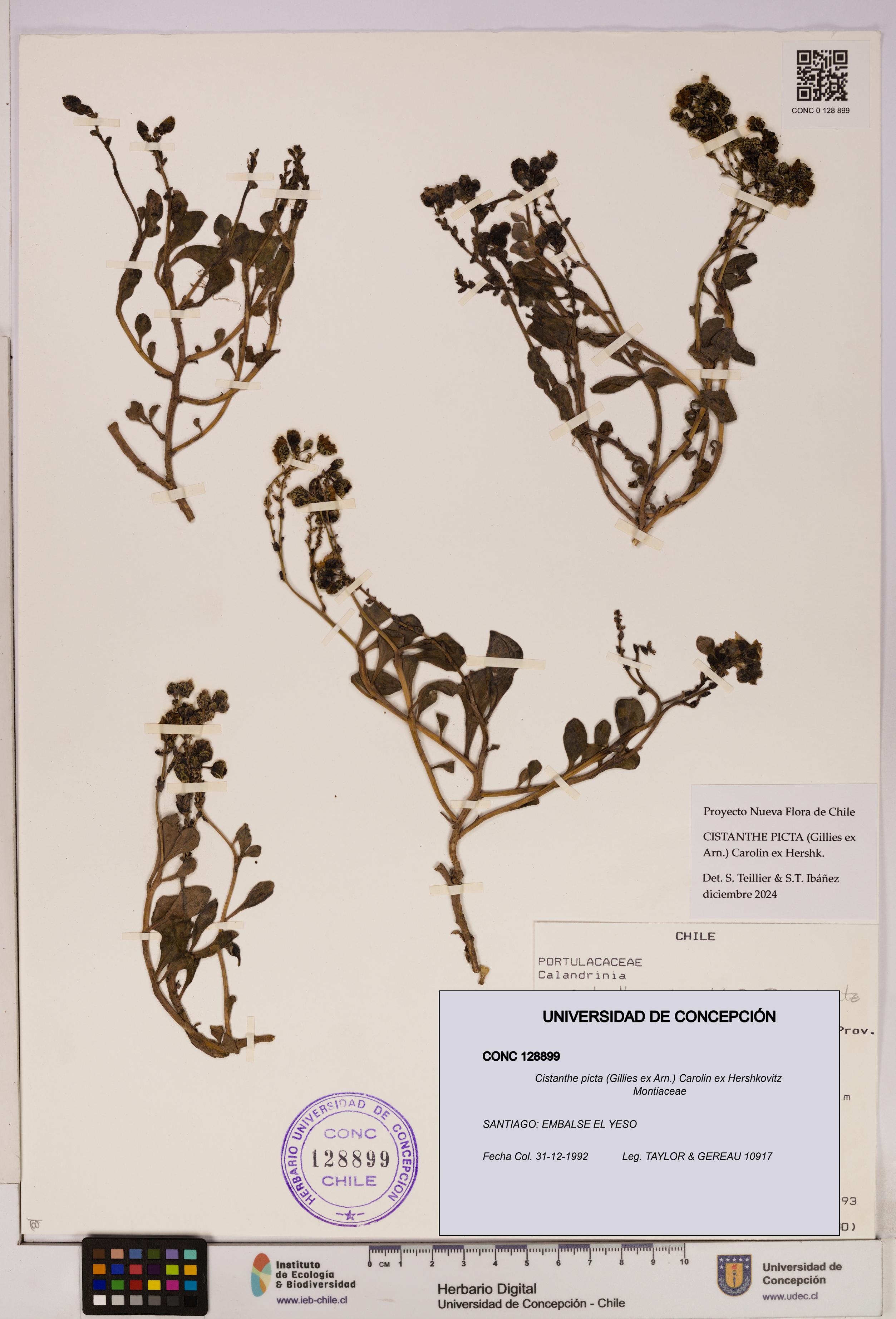 Cistanthe picta [Espécimen: UDEC:CONC:0128899]