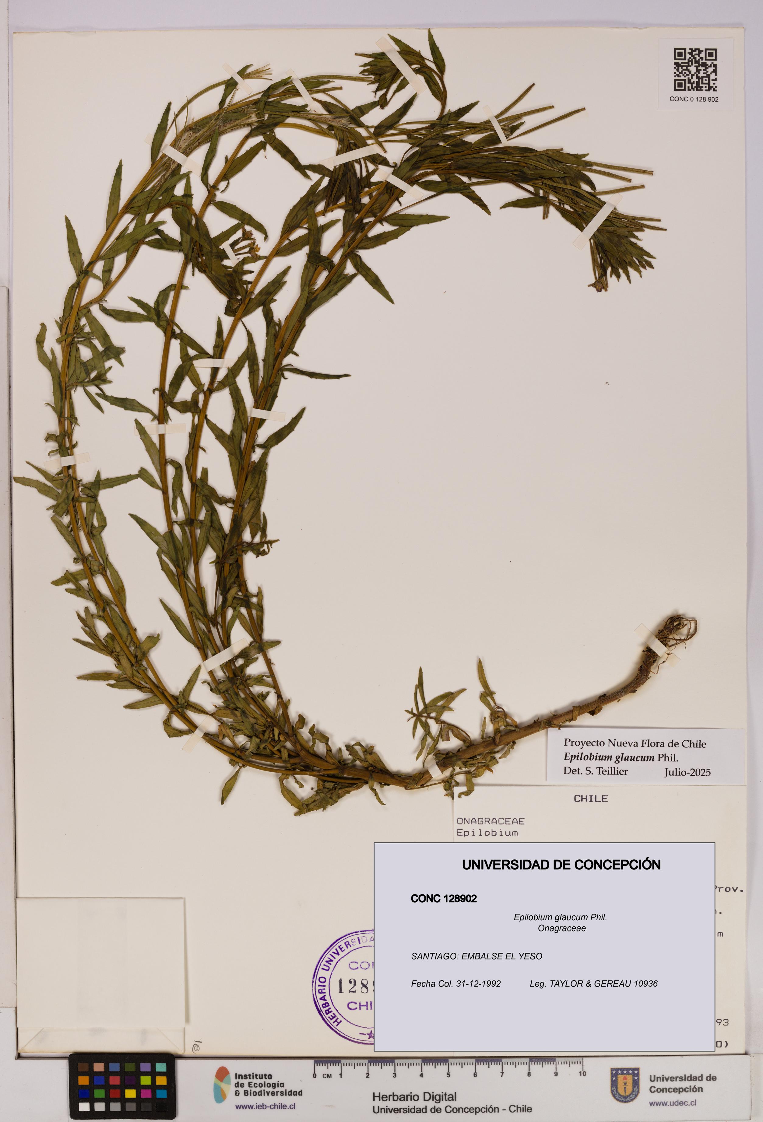 Epilobium glaucum [Espécimen: UDEC:CONC:0128902]