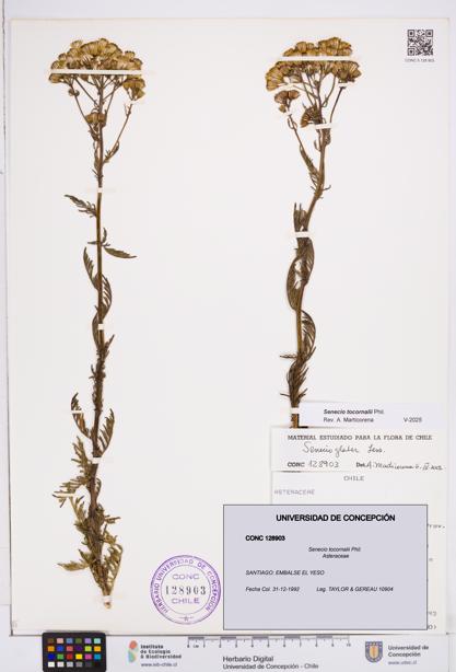 Senecio tocornalii [Espécimen: ]