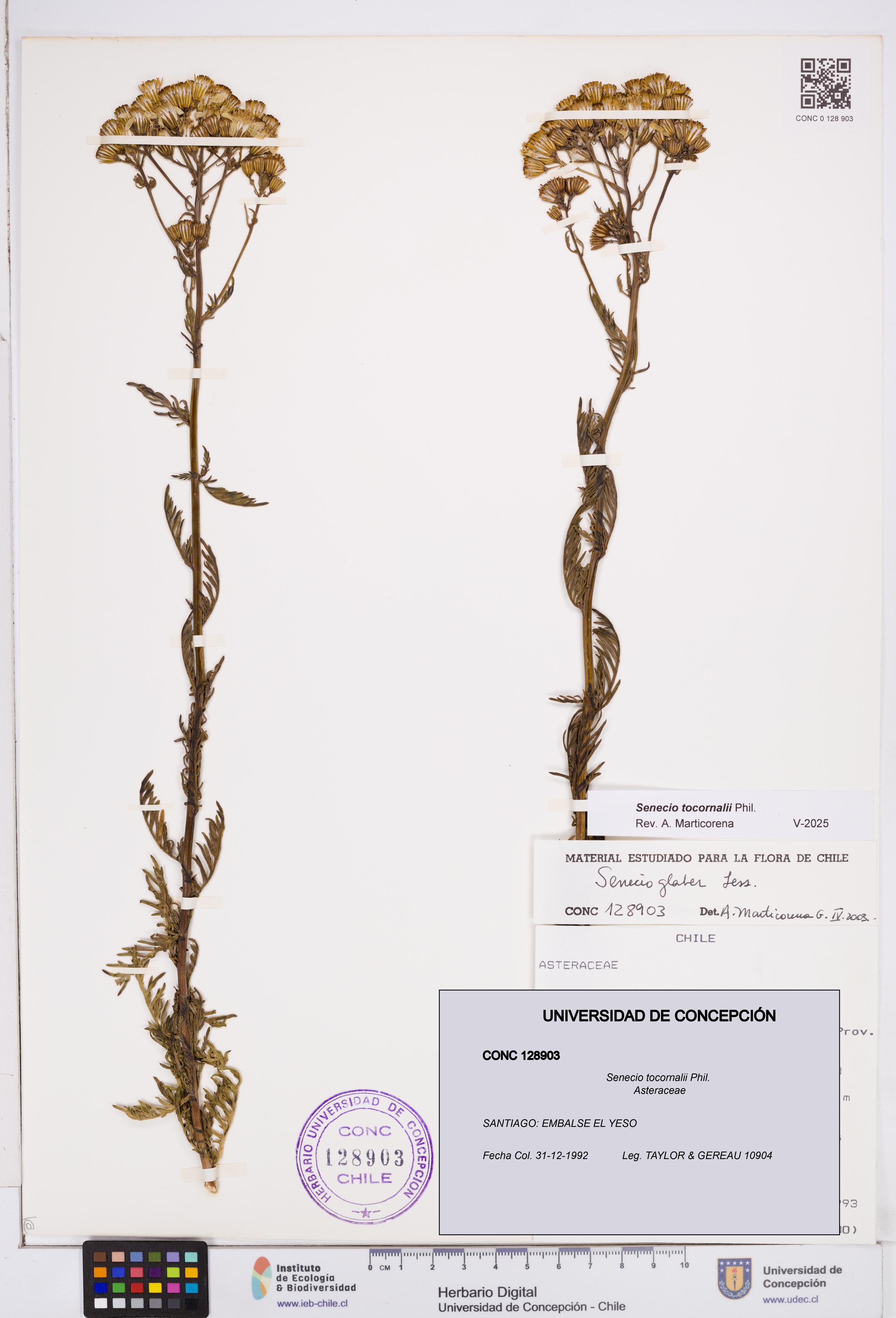 Senecio tocornalii [Espécimen: ]
