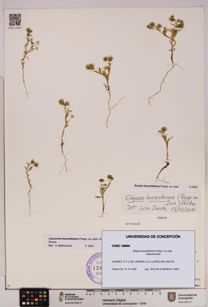 Boopis leucanthema [Espécimen: UDEC:CONC:0128904]