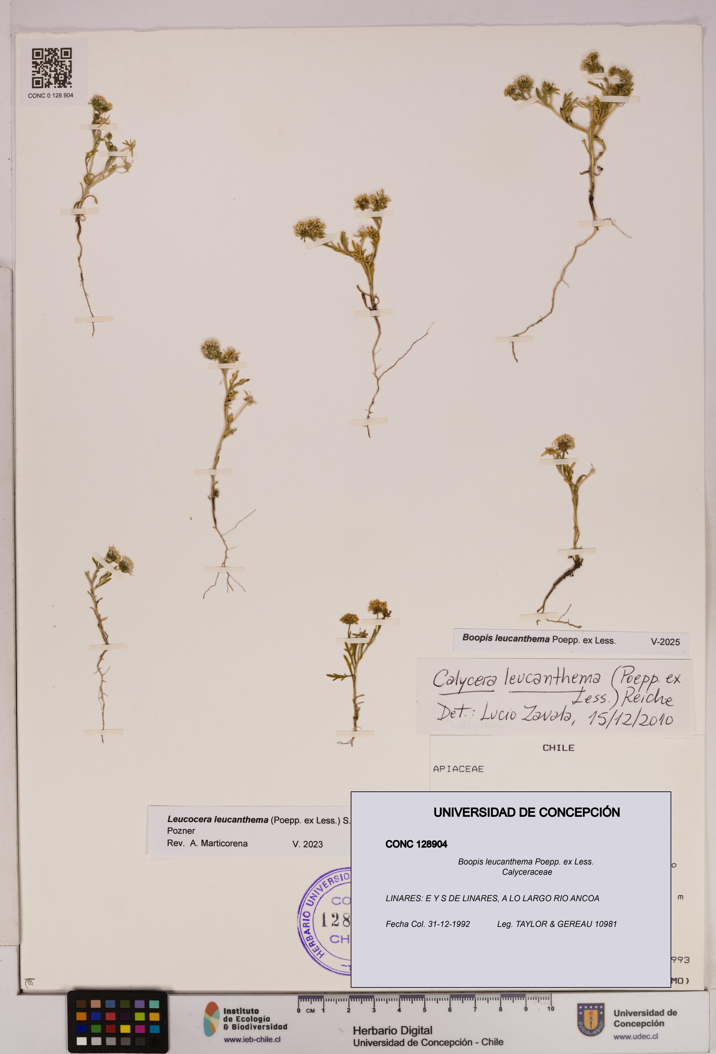 Boopis leucanthema [Espécimen: UDEC:CONC:0128904]