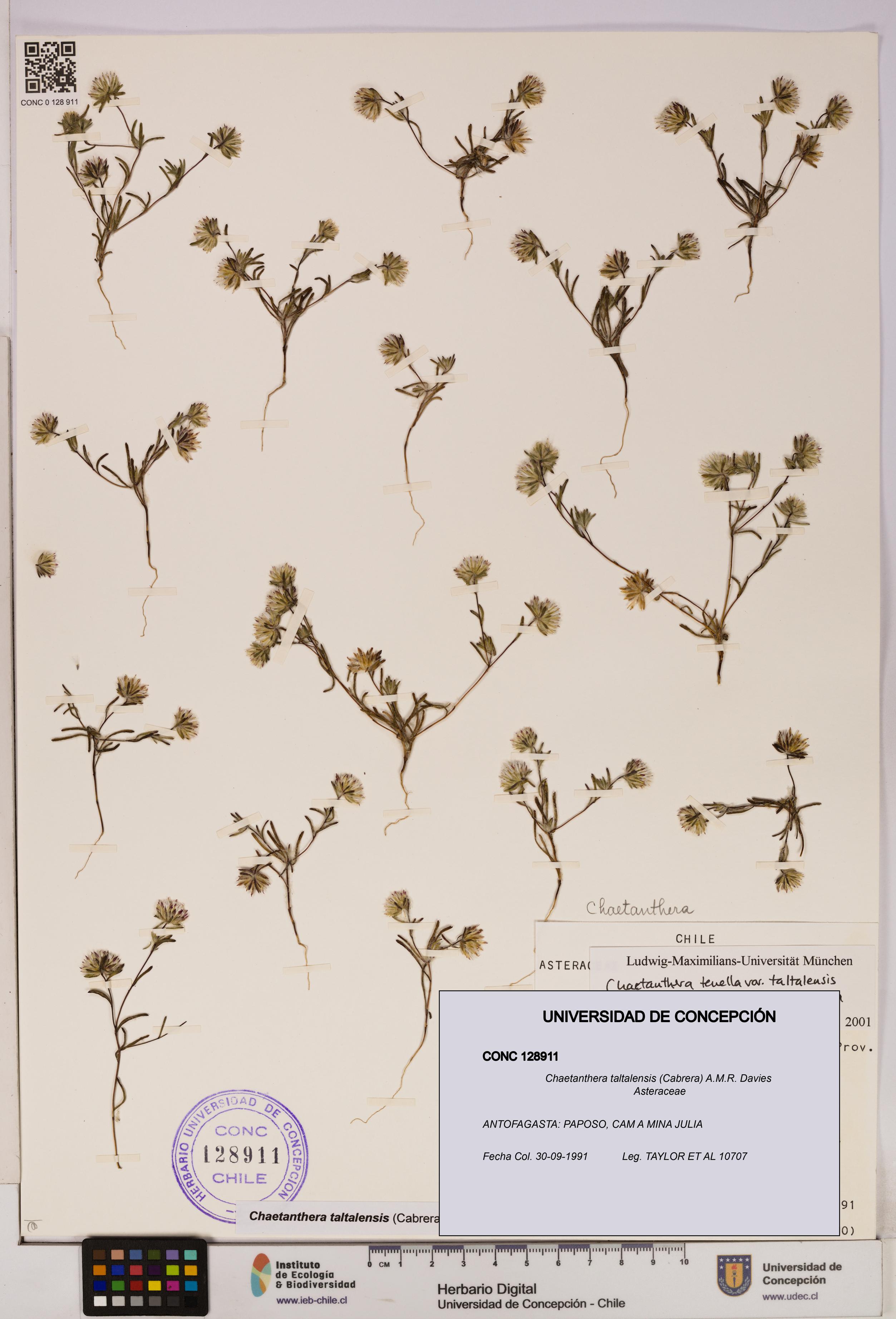 Chaetanthera taltalensis [Espécimen: UDEC:CONC:0128911]