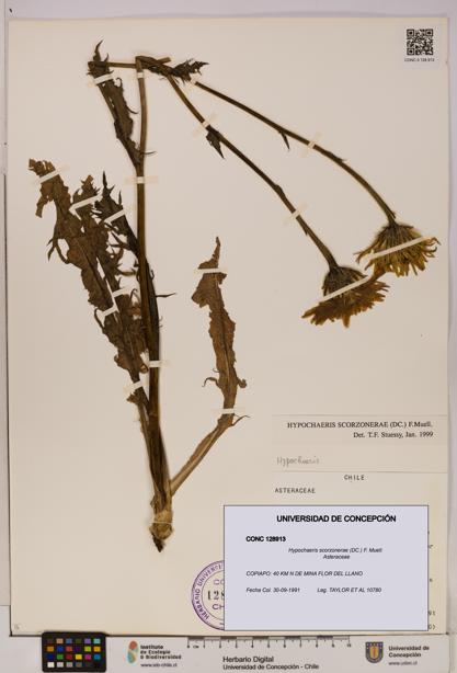 Hypochaeris scorzonerae [Espécimen: UDEC:CONC:0128913]