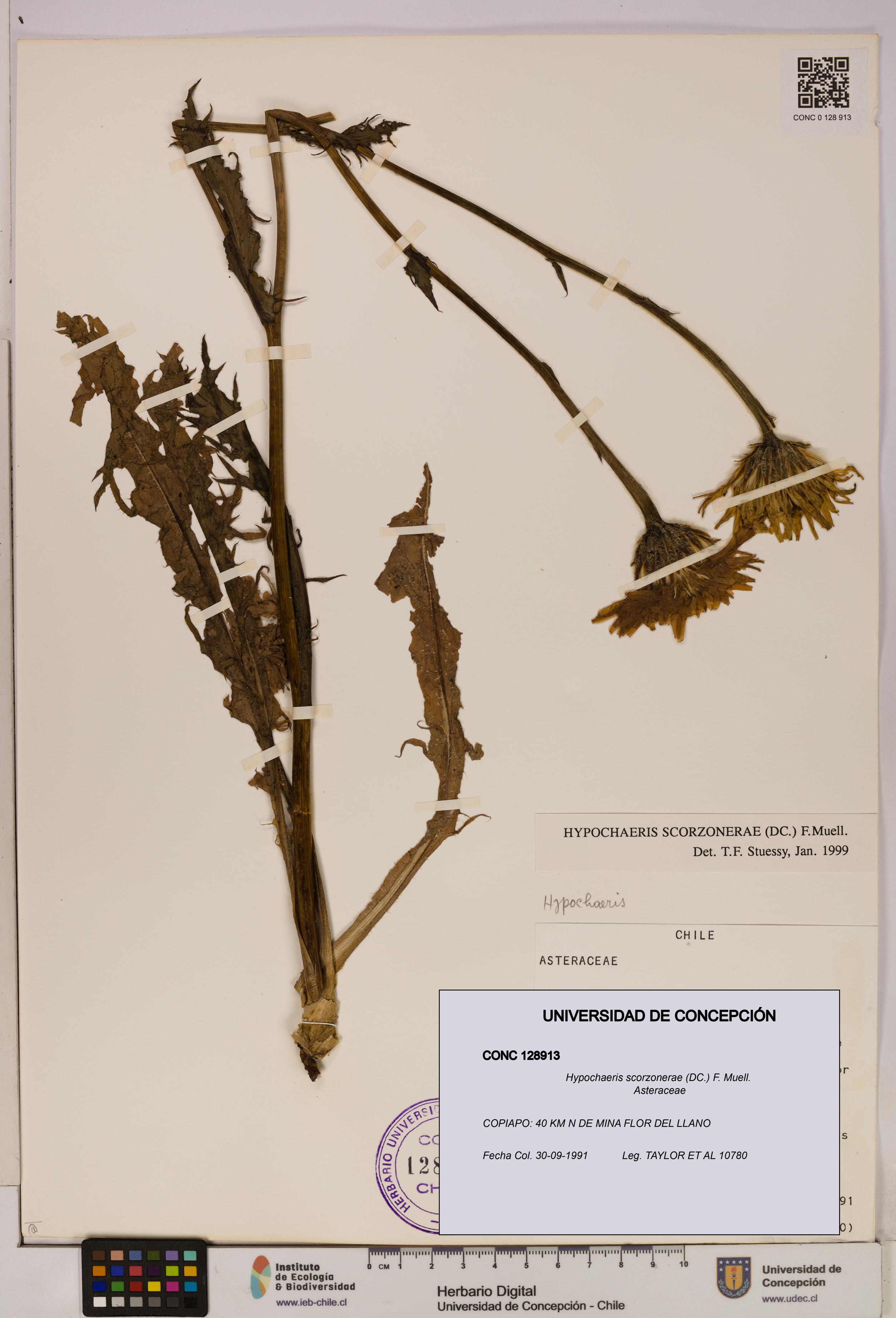 Hypochaeris scorzonerae [Espécimen: UDEC:CONC:0128913]