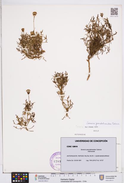 Senecio pseudalmeidae [Espécimen: ]