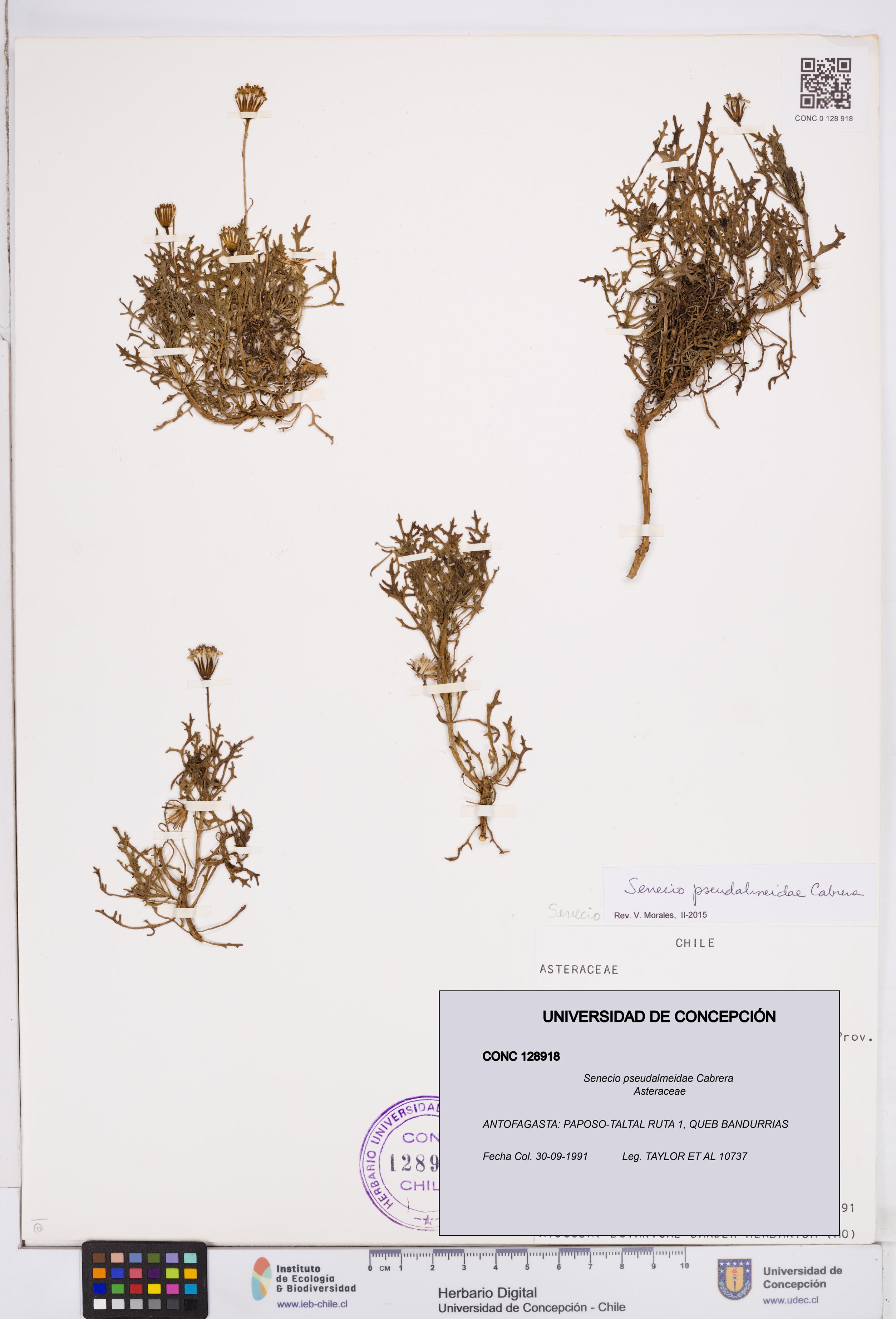 Senecio pseudalmeidae [Espécimen: ]