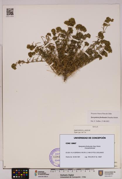 Spergularia floribunda [Espécimen: UDEC:CONC:0128927]