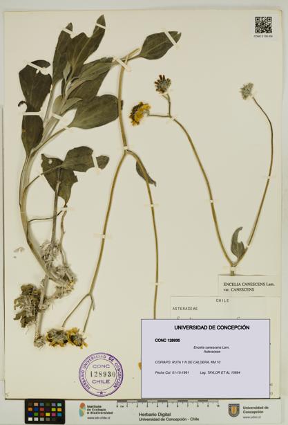 Encelia canescens [Espécimen: UDEC:CONC:0128930]