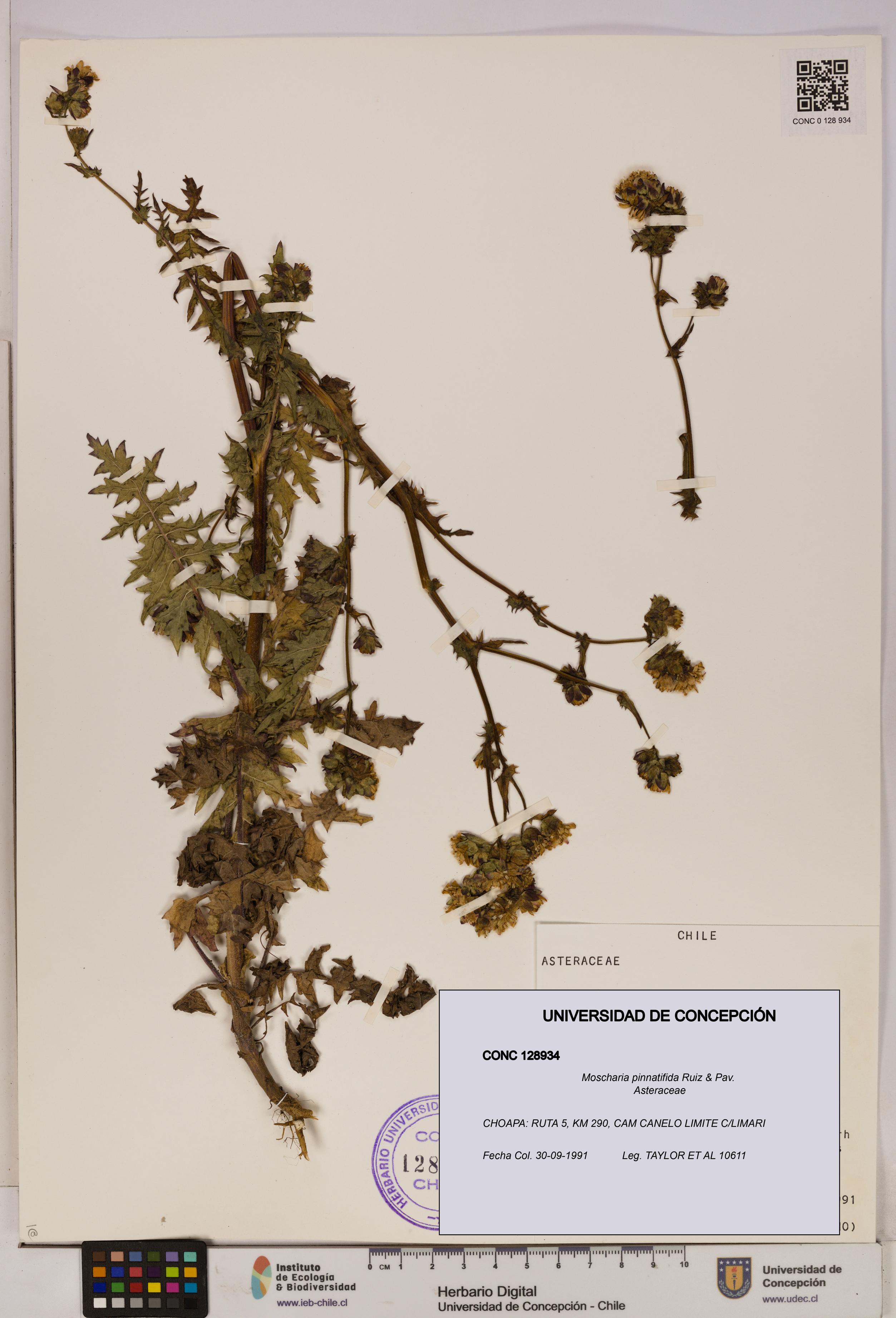 Moscharia pinnatifida [Espécimen: UDEC:CONC:0128934]