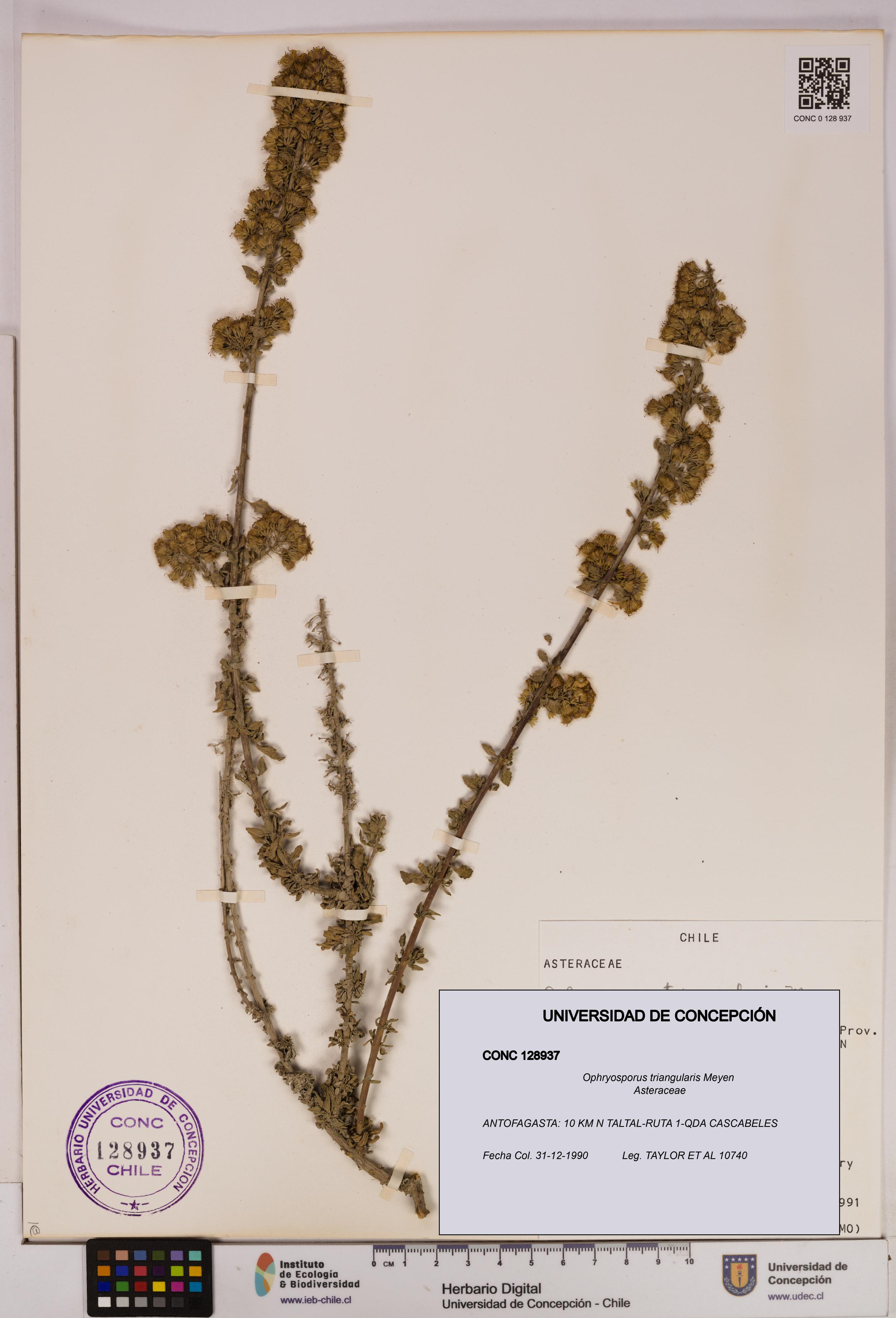 Ophryosporus triangularis [Espécimen: UDEC:CONC:0128937]