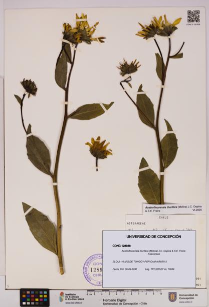 Austroflourensia thurifera [Espécimen: UDEC:CONC:0128938]