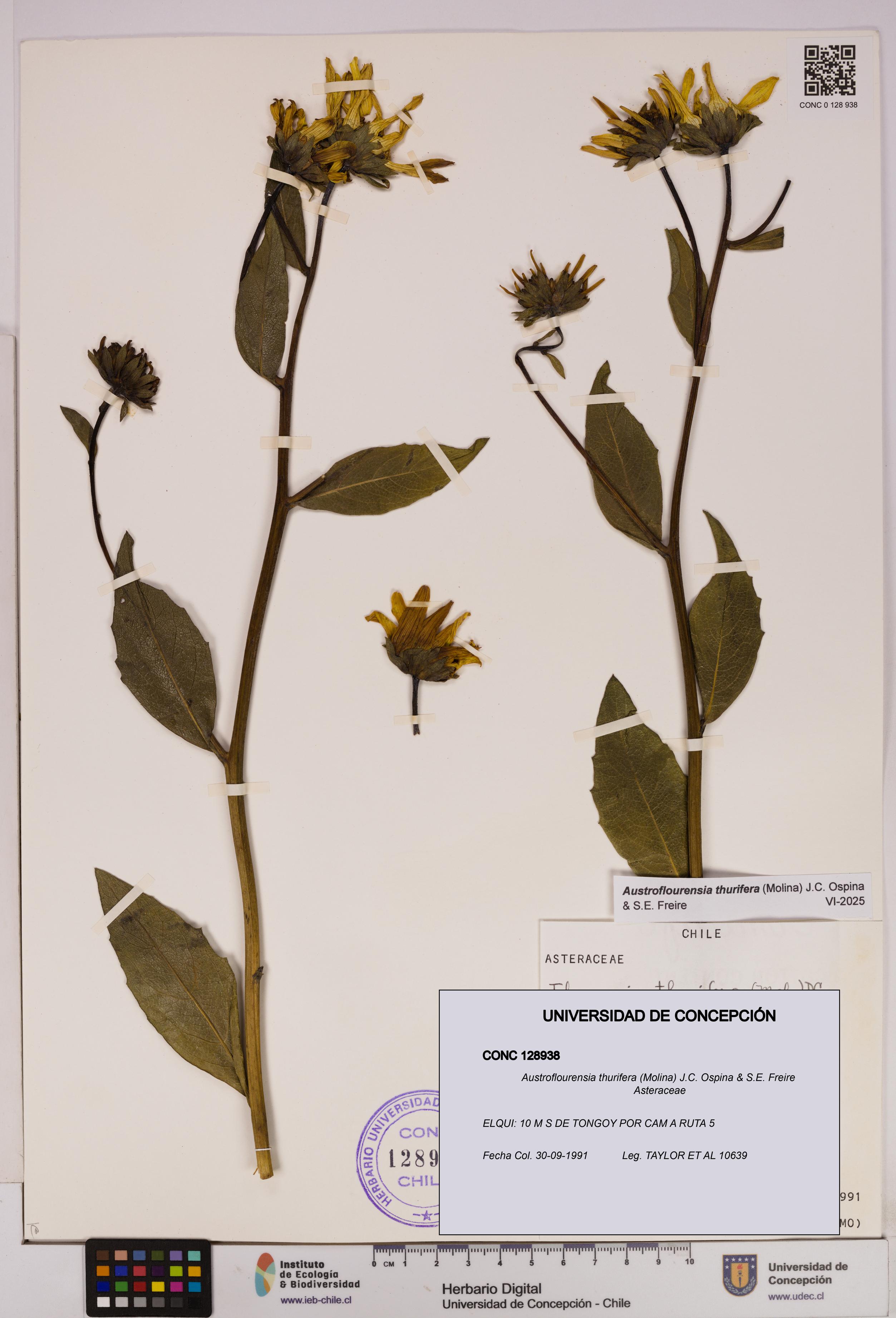 Austroflourensia thurifera [Espécimen: UDEC:CONC:0128938]