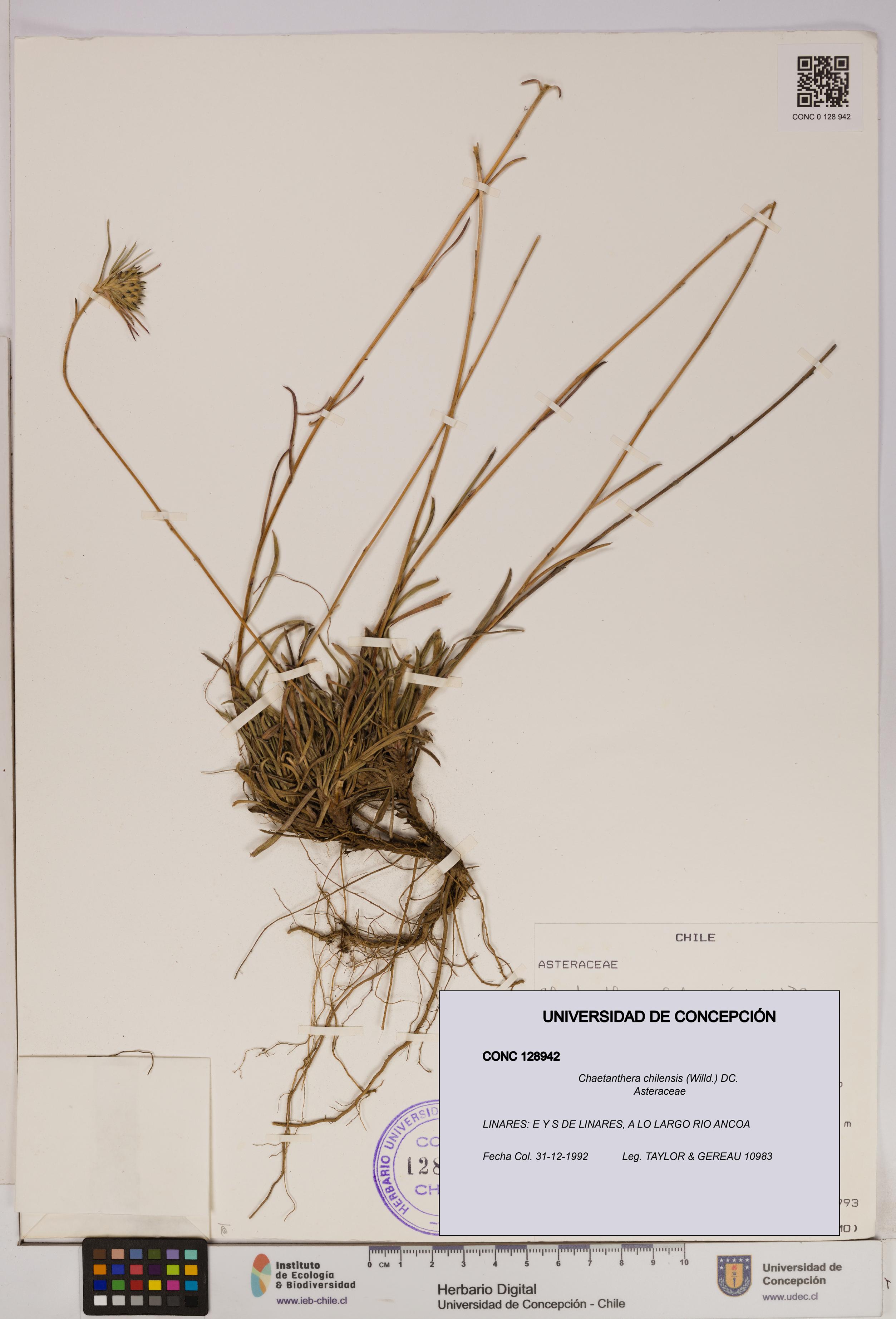 Chaetanthera chilensis [Espécimen: UDEC:CONC:0128942]