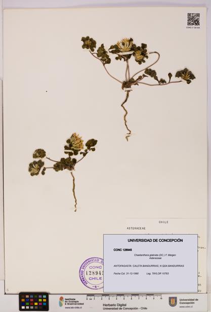 Chaetanthera glabrata [Espécimen: UDEC:CONC:0128945]