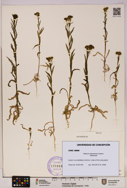 Helenium atacamense [Espécimen: UDEC:CONC:0128946]