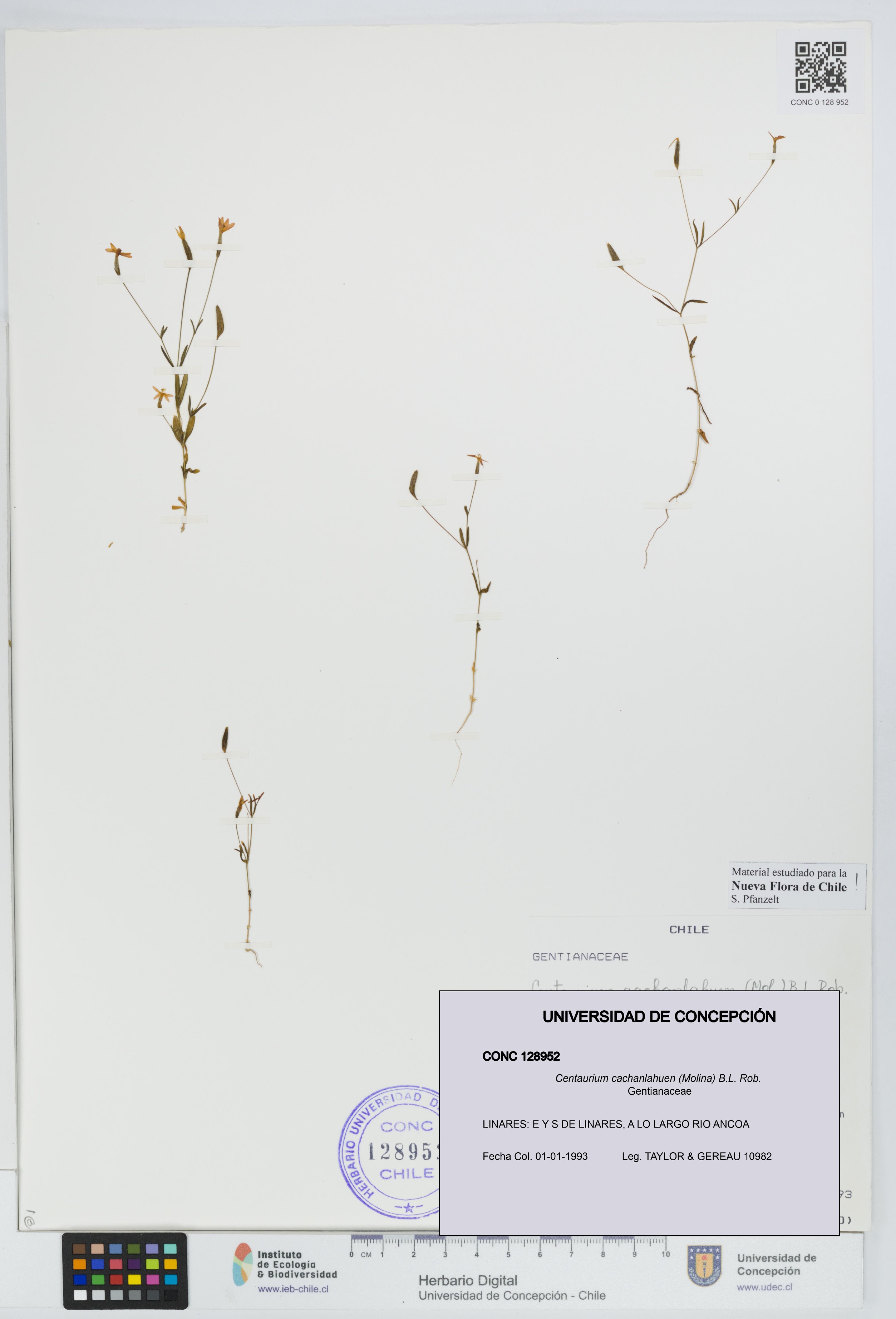 Centaurium cachanlahuen [Espécimen: UDEC:CONC:0128952]