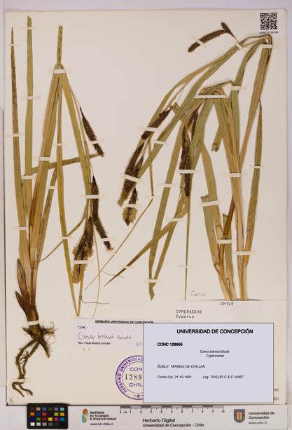 Carex banksii [Espécimen: UDEC:CONC:0128955]