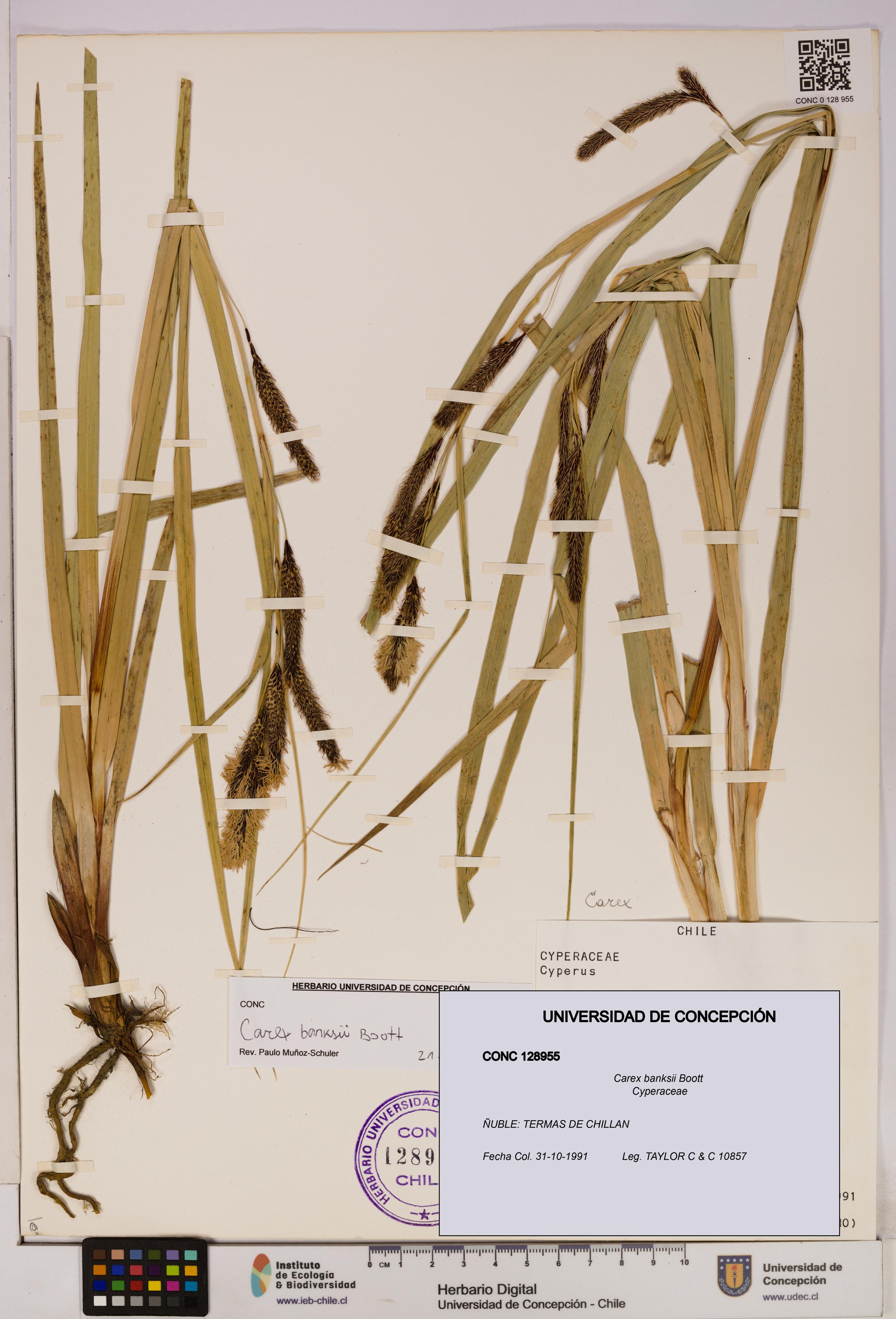 Carex banksii [Espécimen: UDEC:CONC:0128955]