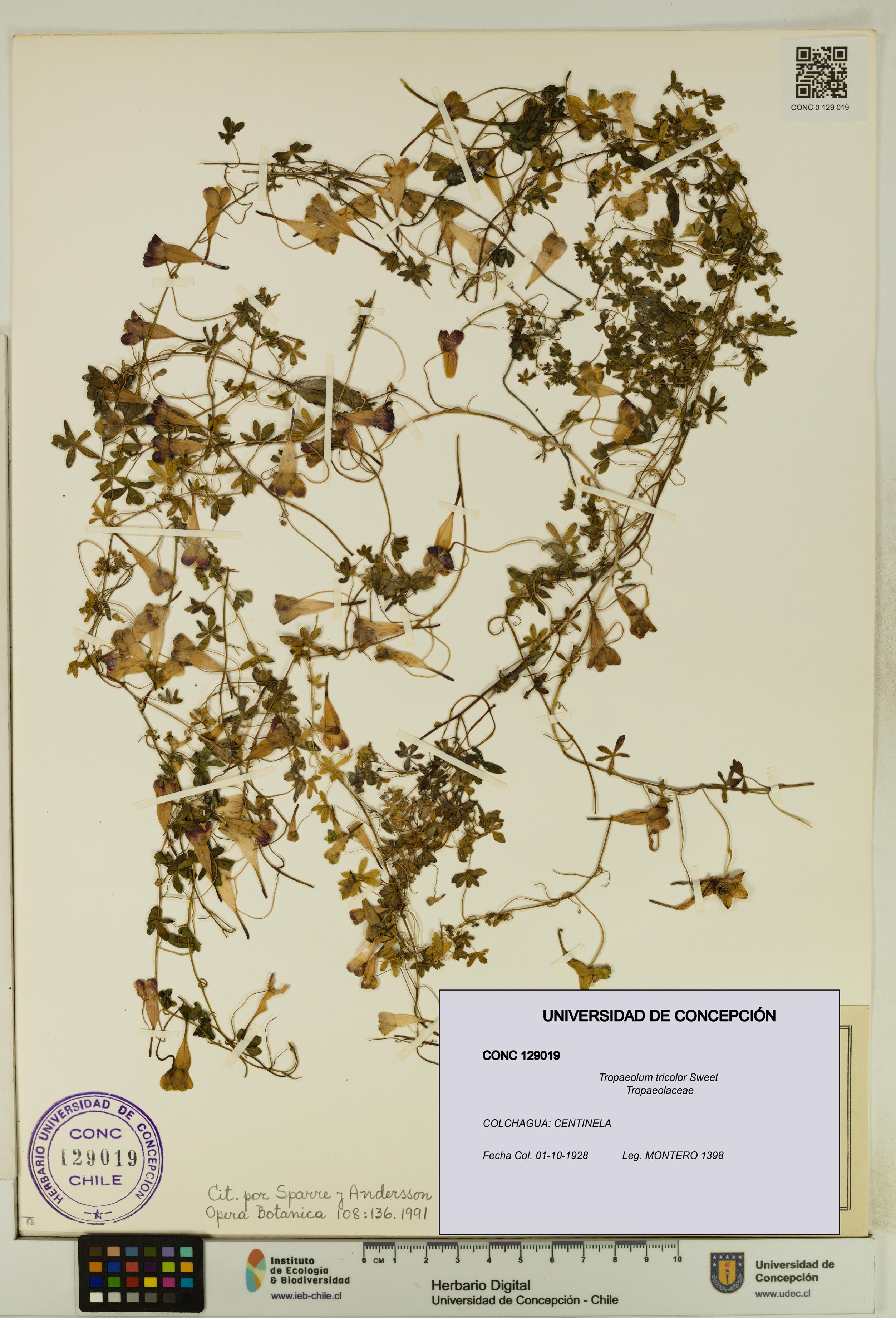 Tropaeolum tricolor [Espécimen: UDEC:CONC:0129019]