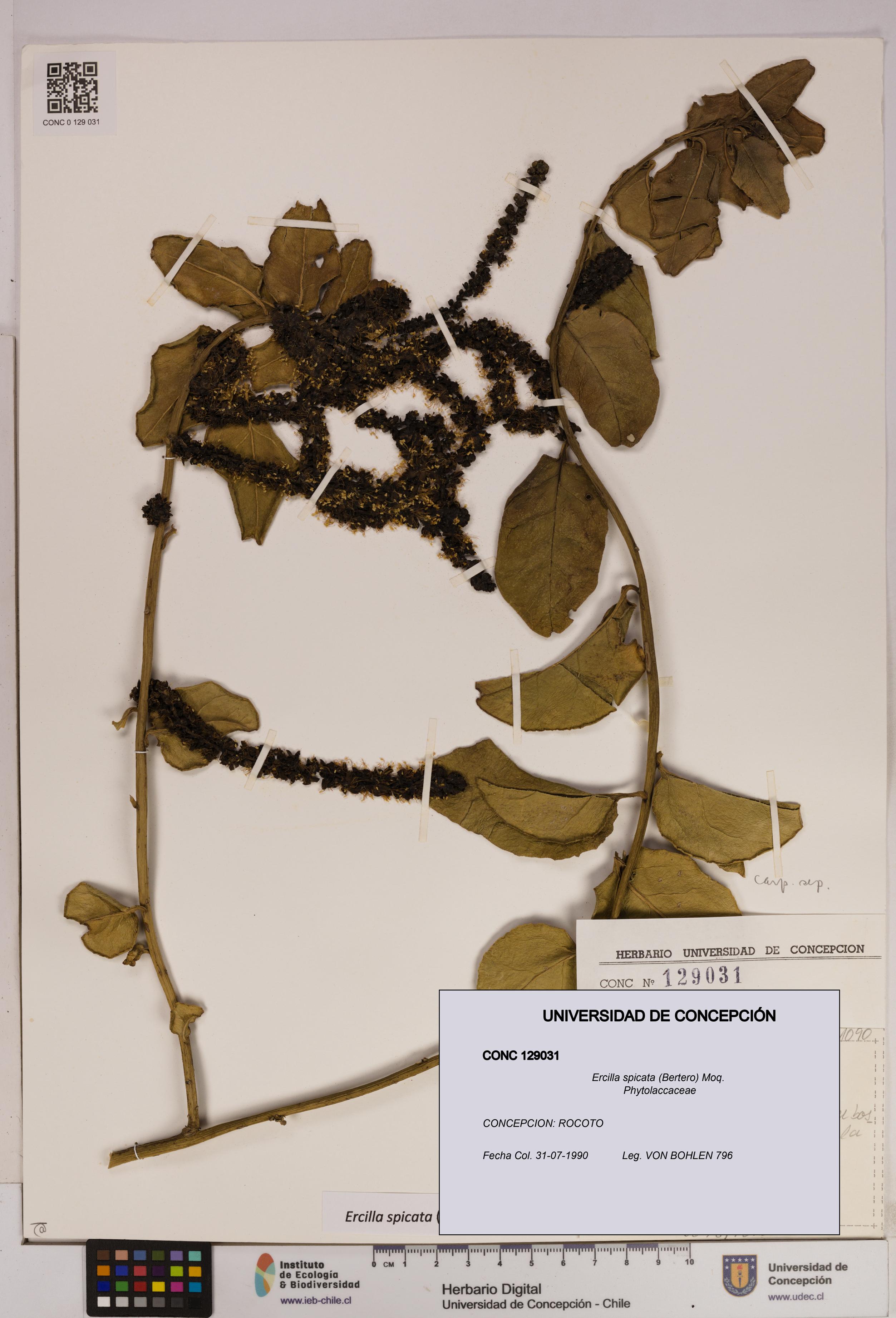 Ercilla spicata [Espécimen: UDEC:CONC:0129031]