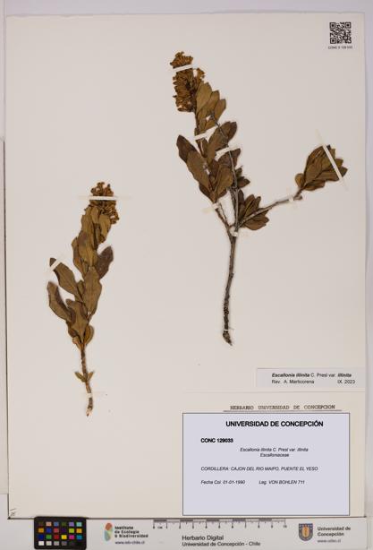 Escallonia illinita [Espécimen: UDEC:CONC:0129033]
