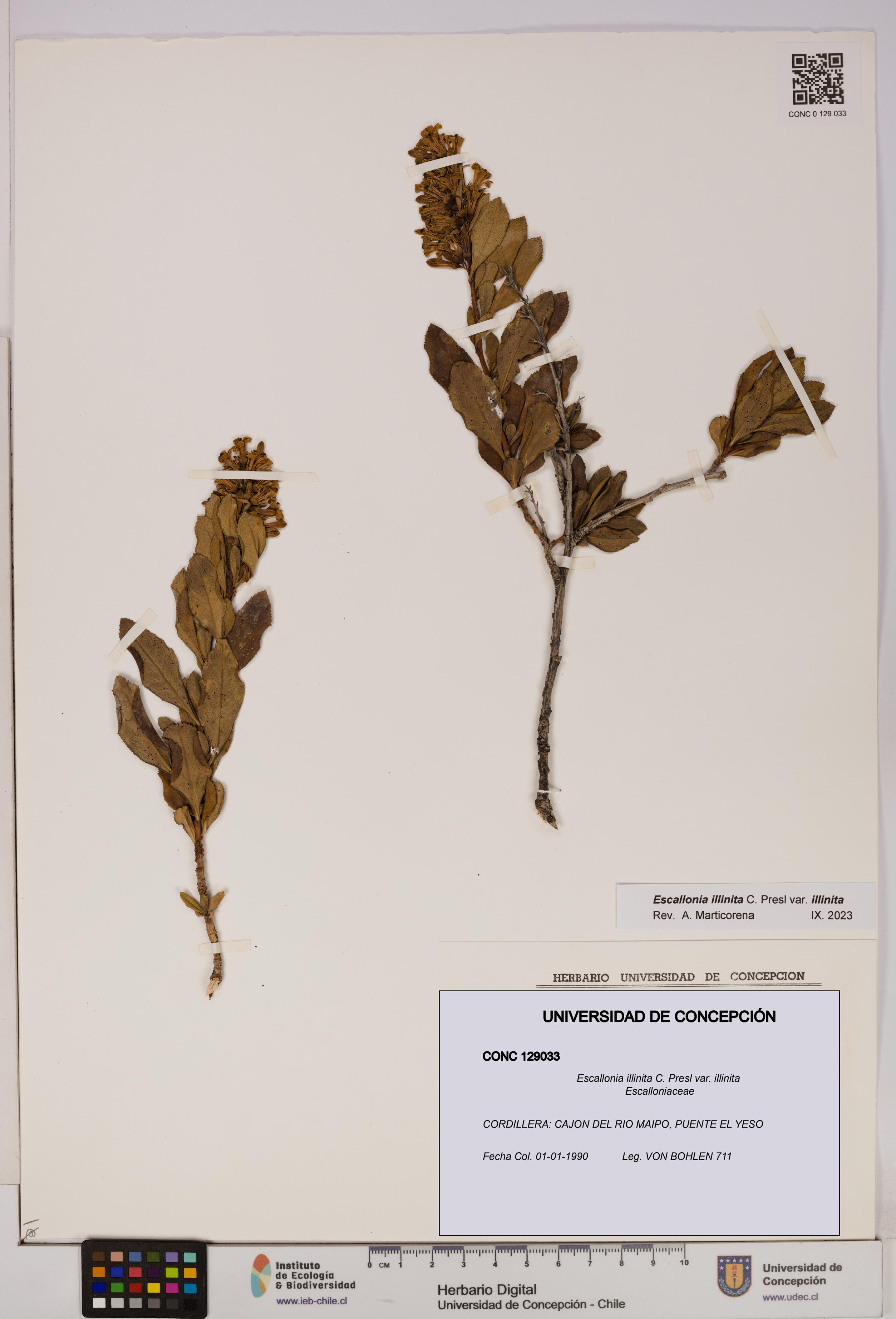 Escallonia illinita [Espécimen: UDEC:CONC:0129033]