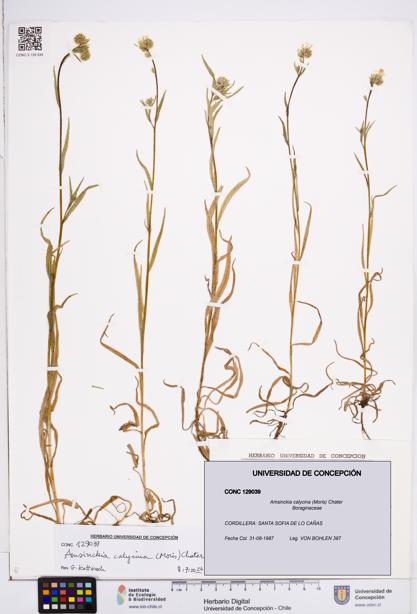 Amsinckia calycina [Espécimen: ]