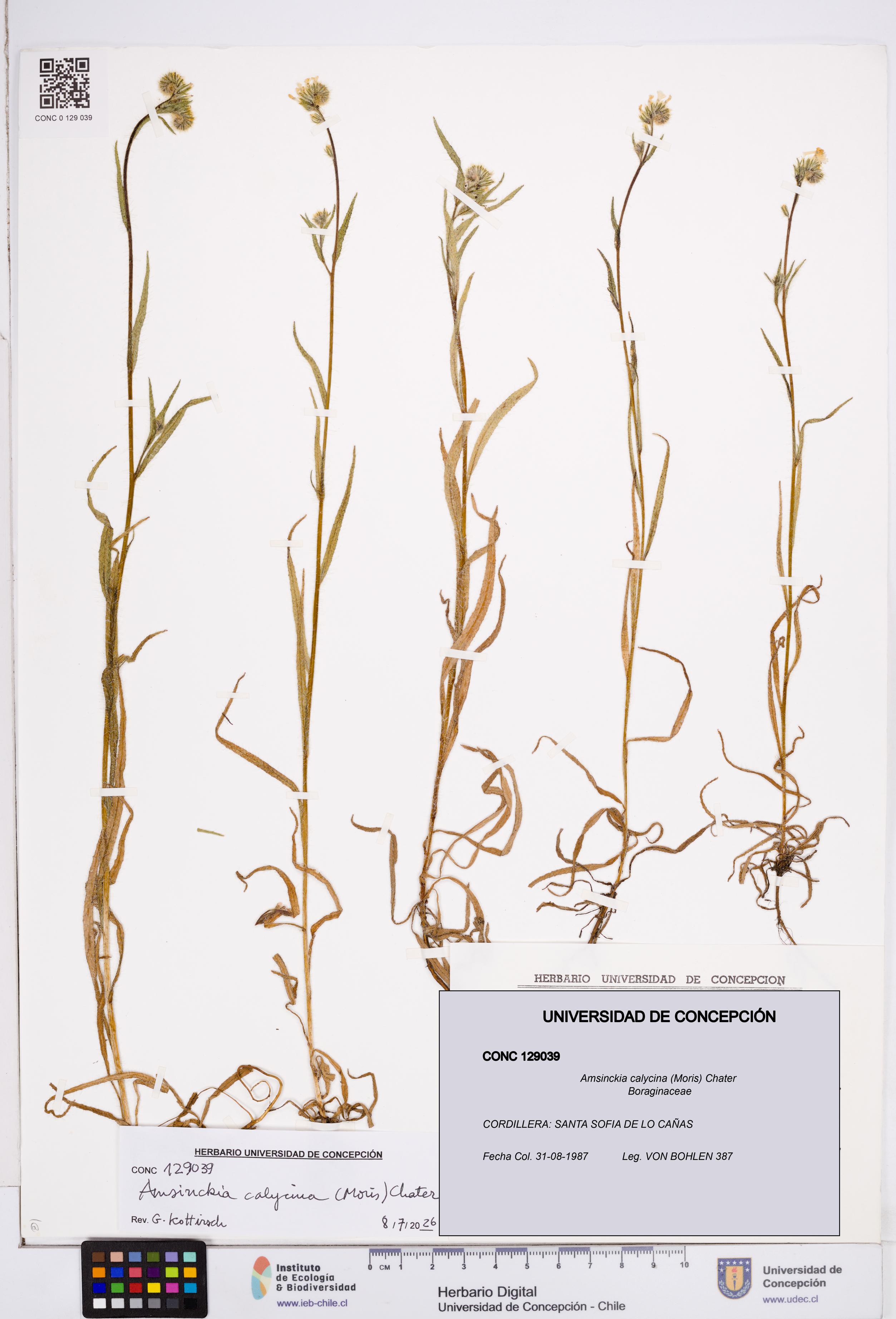 Amsinckia calycina [Espécimen: ]