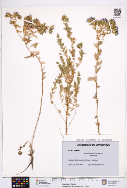 Triptilion spinosum [Espécimen: ]