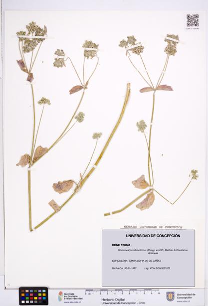 Homalocarpus dichotomus [Espécimen: ]