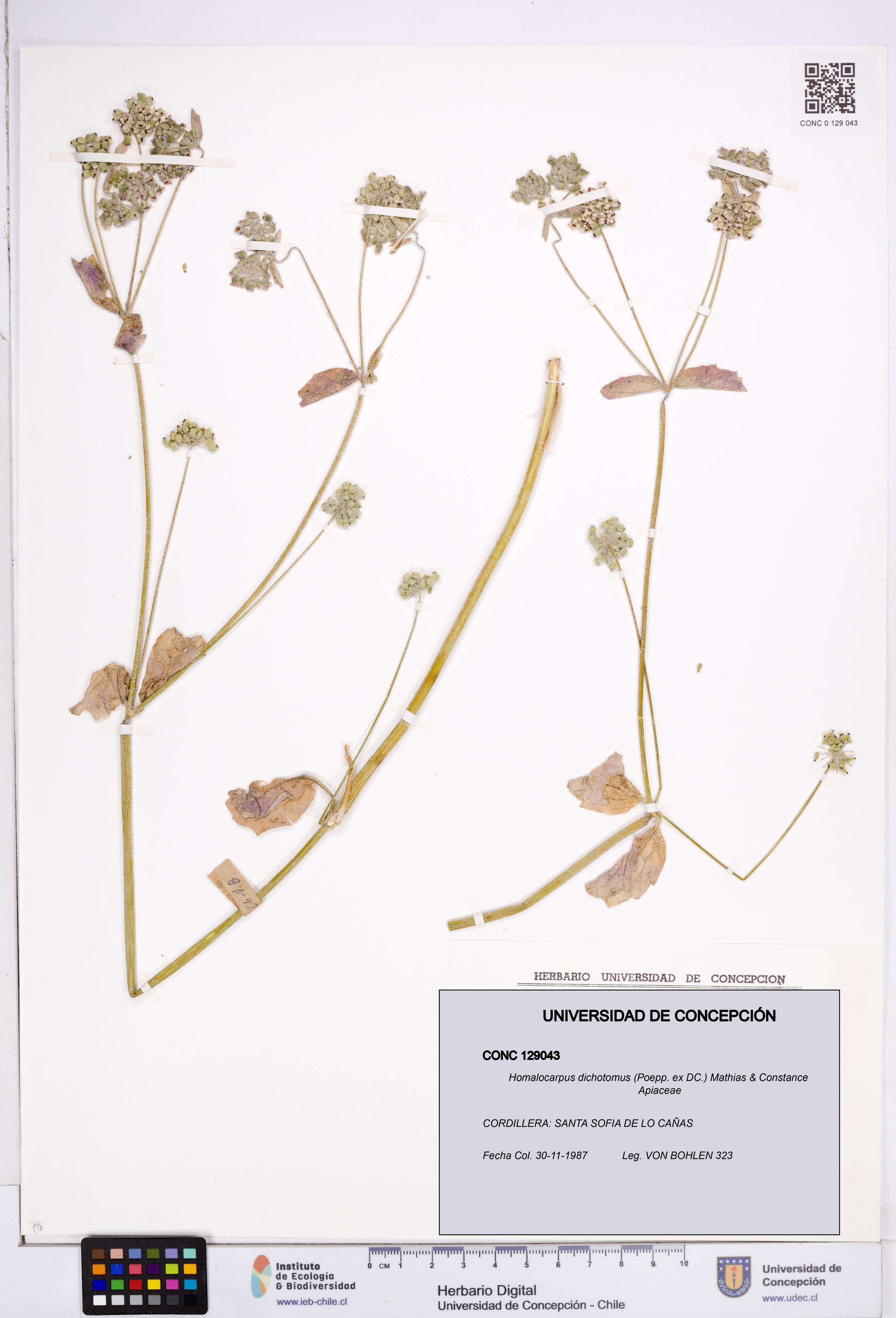 Homalocarpus dichotomus [Espécimen: ]